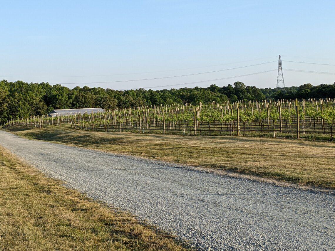 View of the vines at Cunningham Creek Winery