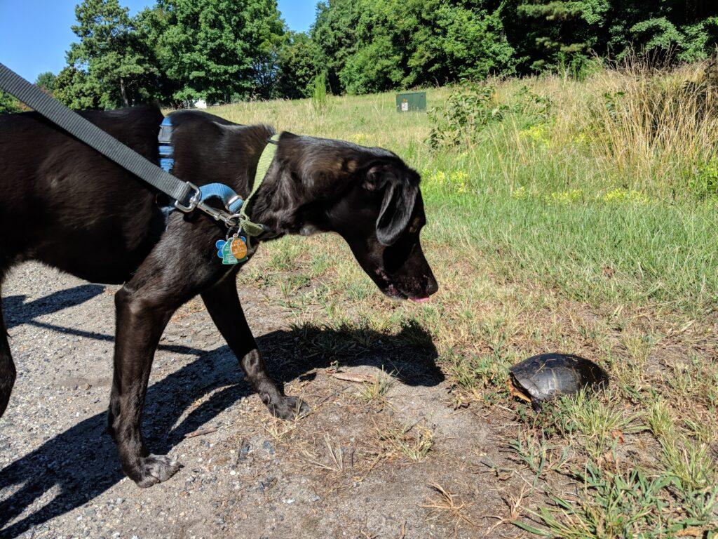 Blaze sniffing a tortoise