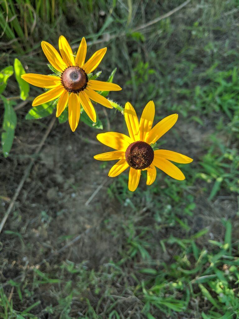 Brown eyed Susan