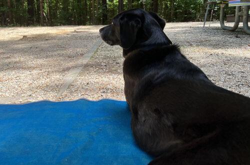 Blaze is resting on the CGEAR Original Sand Free RV Mat.