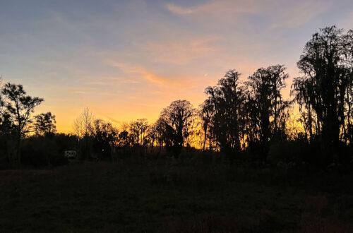 Orange sunset framed by trees